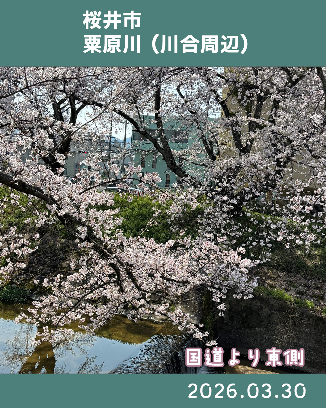 ２０２６０３３０粟原川