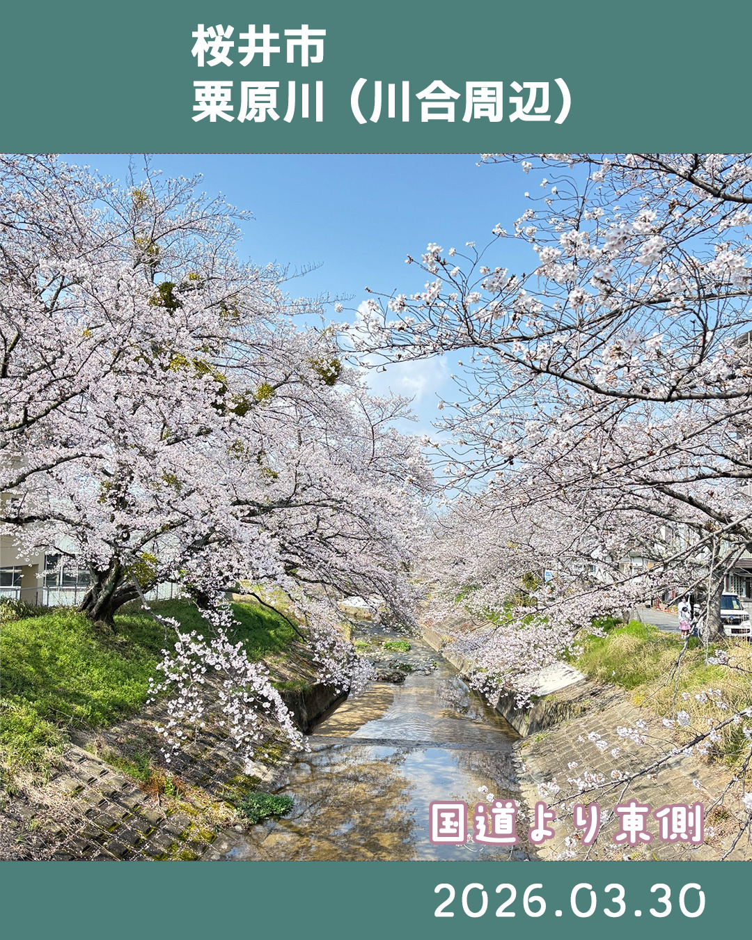 ２０２６０３３０粟原川