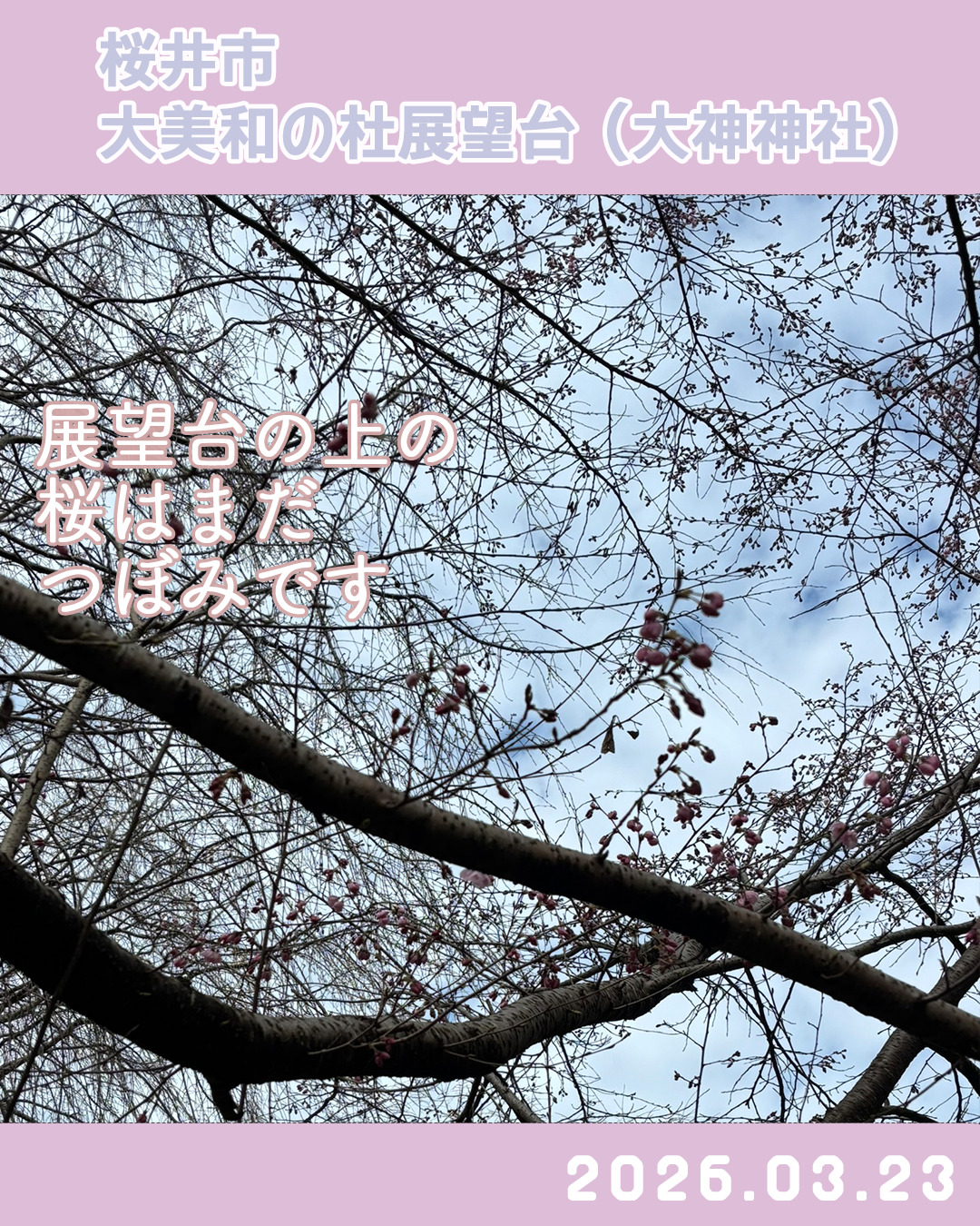 20260323大美和の杜展望台 のコピー 2