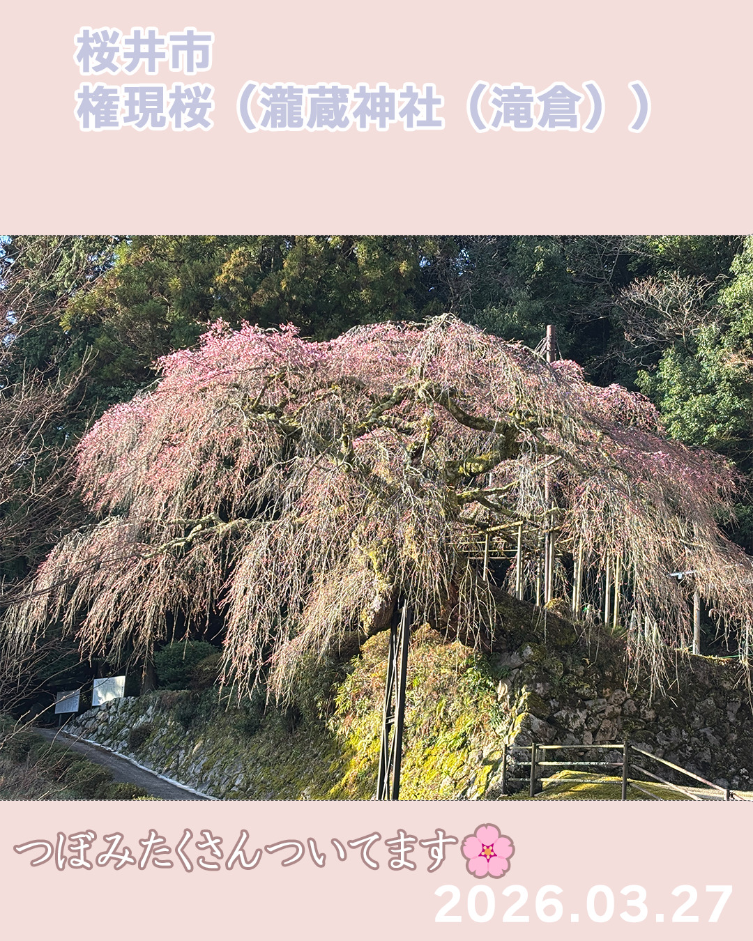 20260327権現桜 のコピー