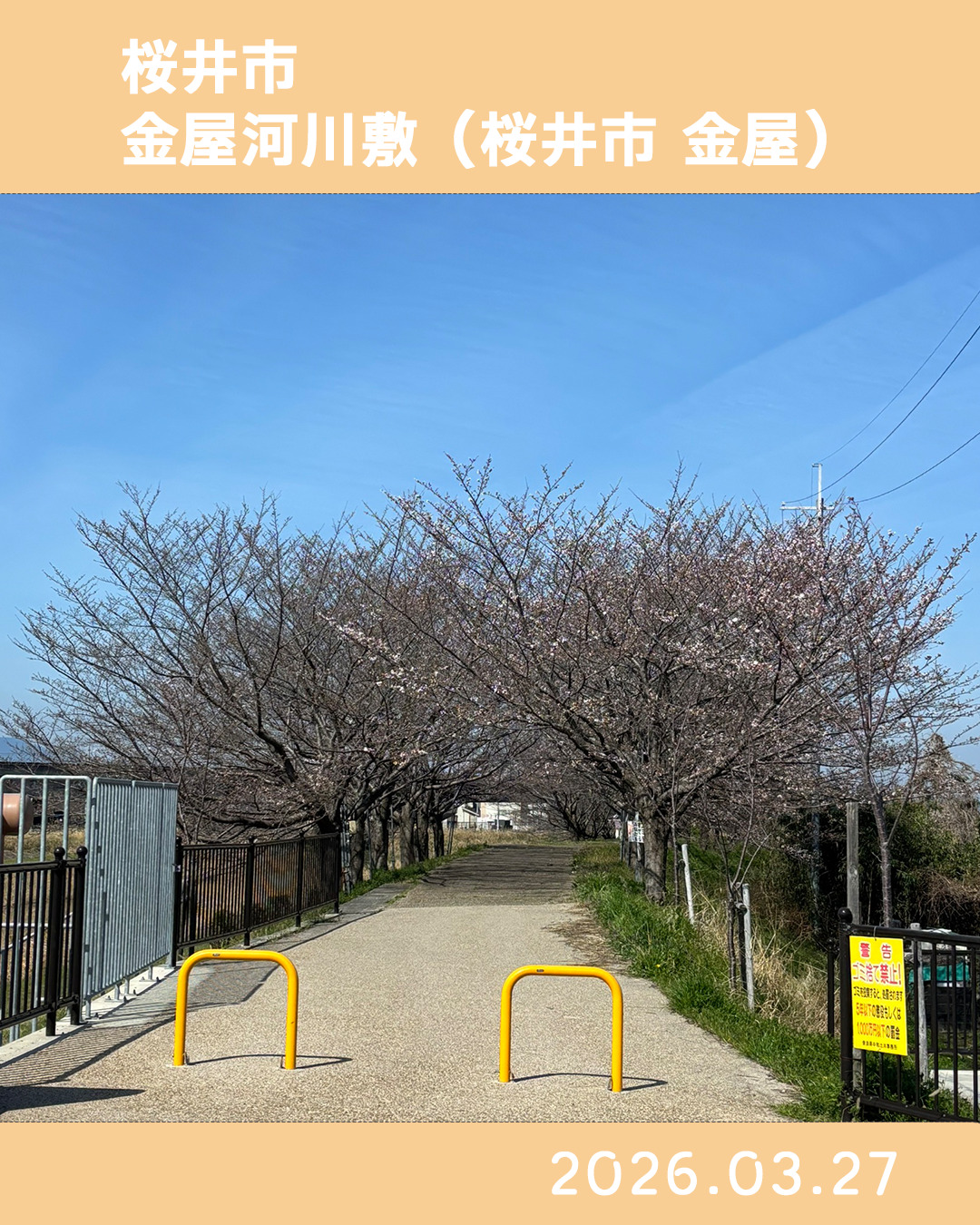 20260327金屋河川敷 のコピー