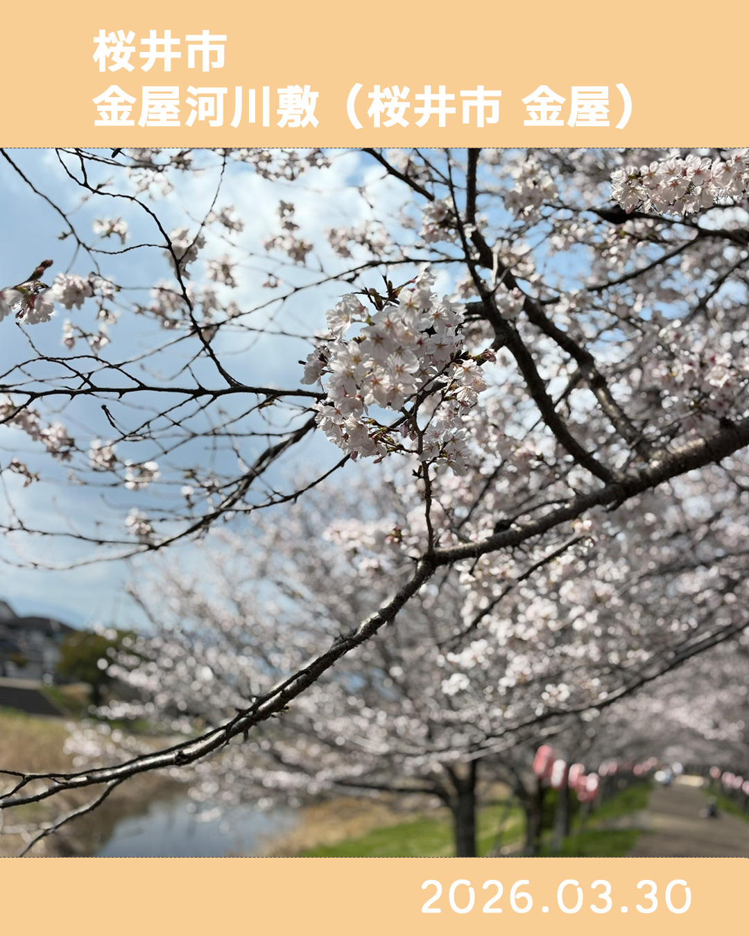 20260330金屋河川敷