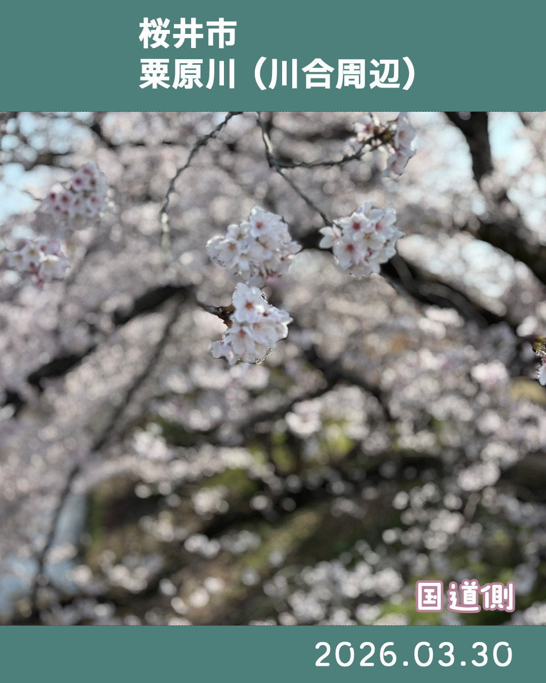 ２０２６０３３０粟原川