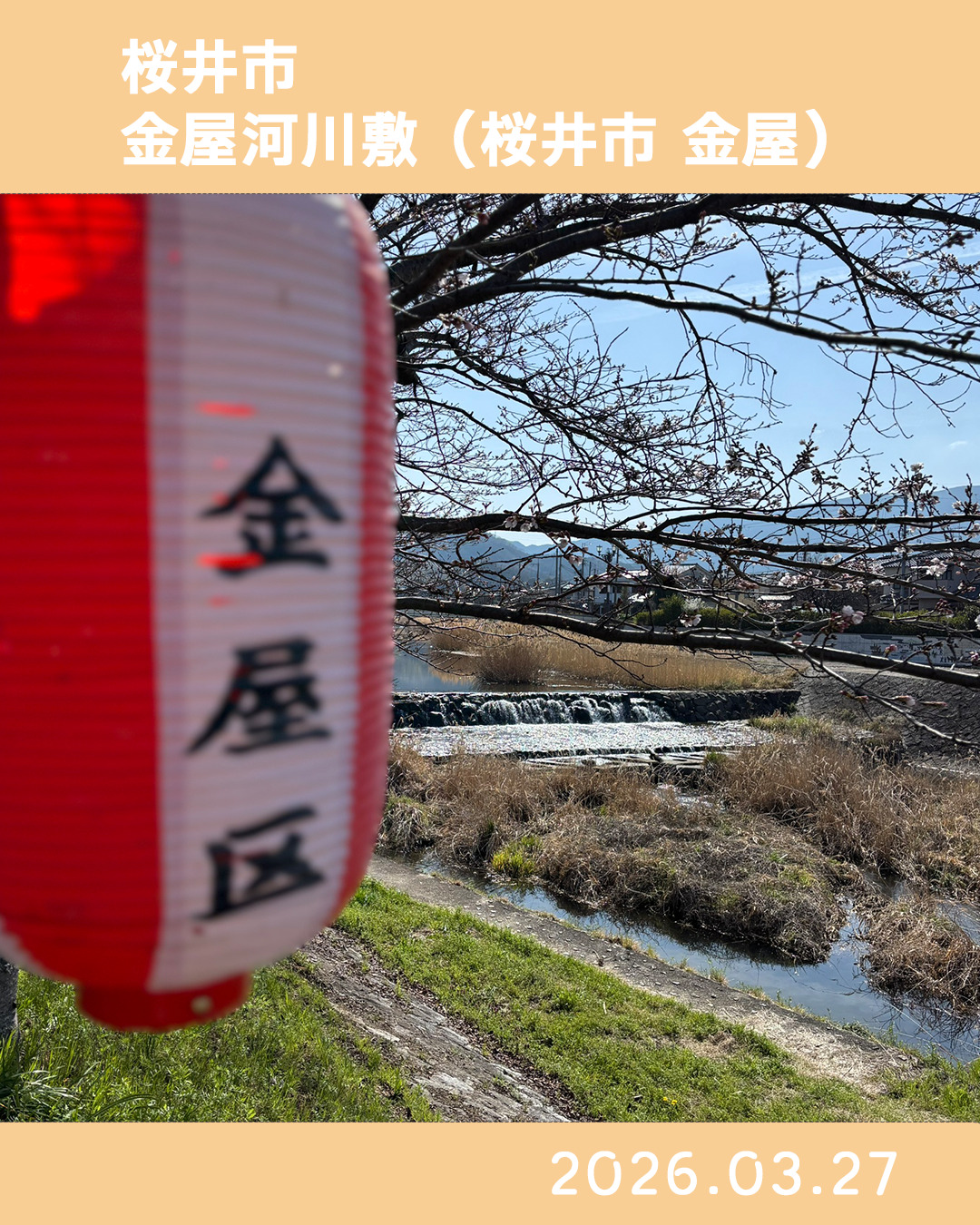 20260327金屋河川敷 のコピー 2