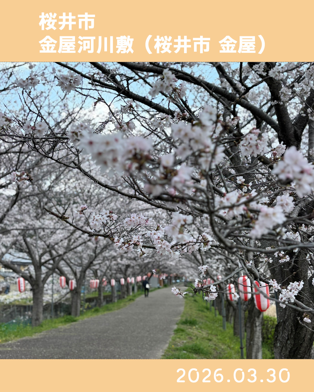 20260330金屋河川敷