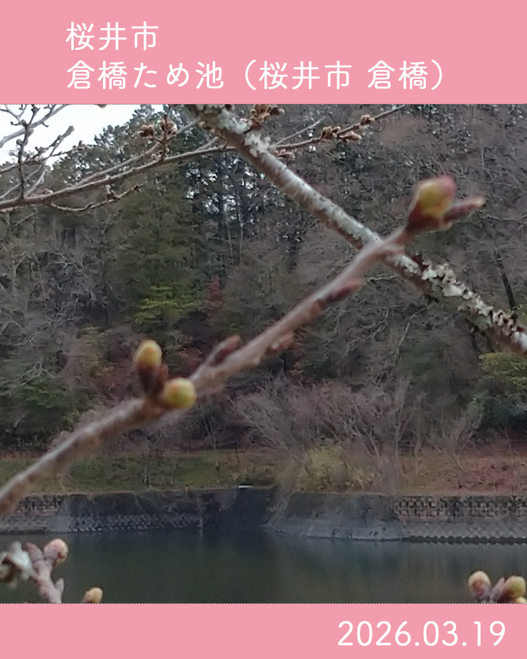 20260319倉橋ため池-1