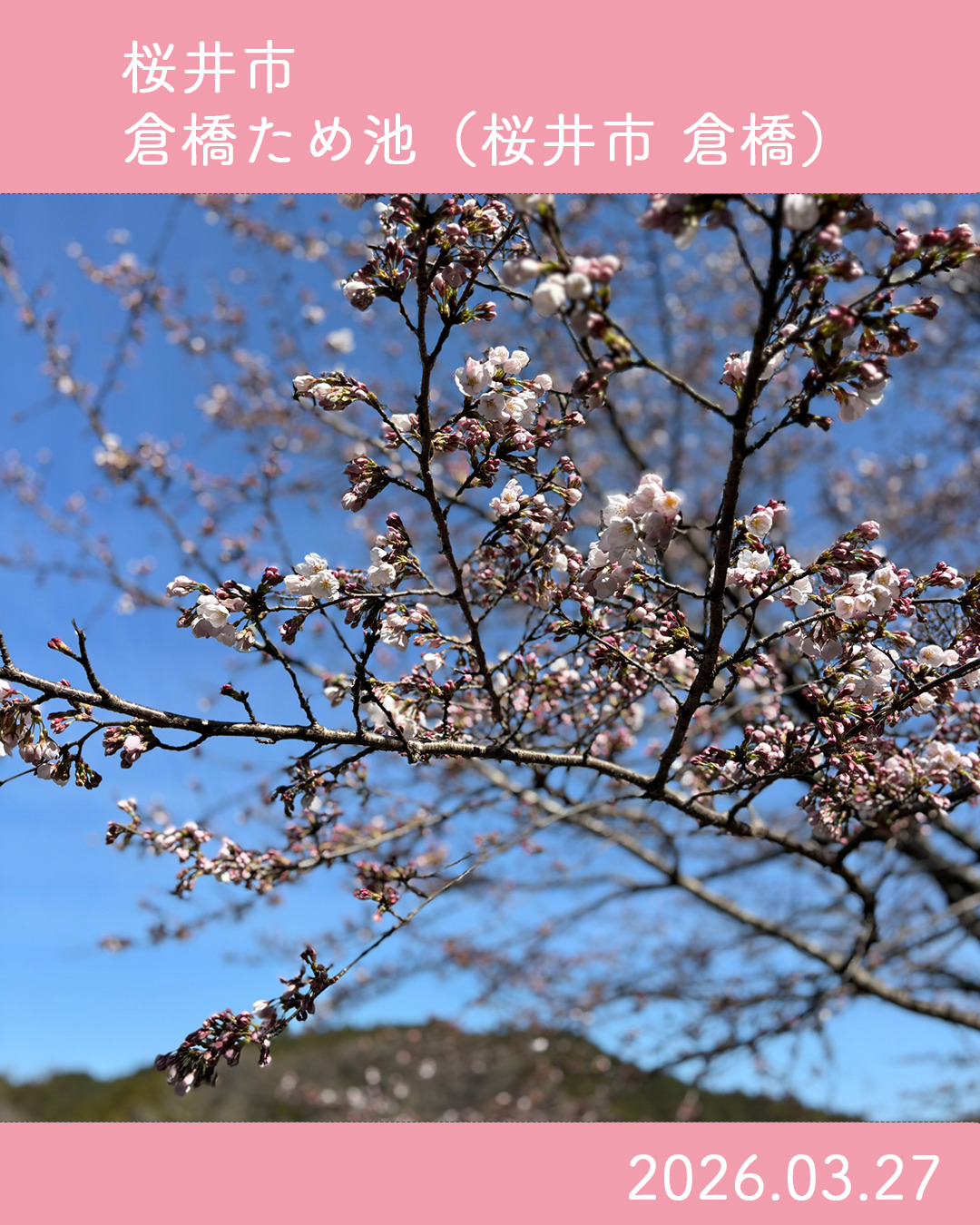 20260327倉橋ため池 のコピー 3