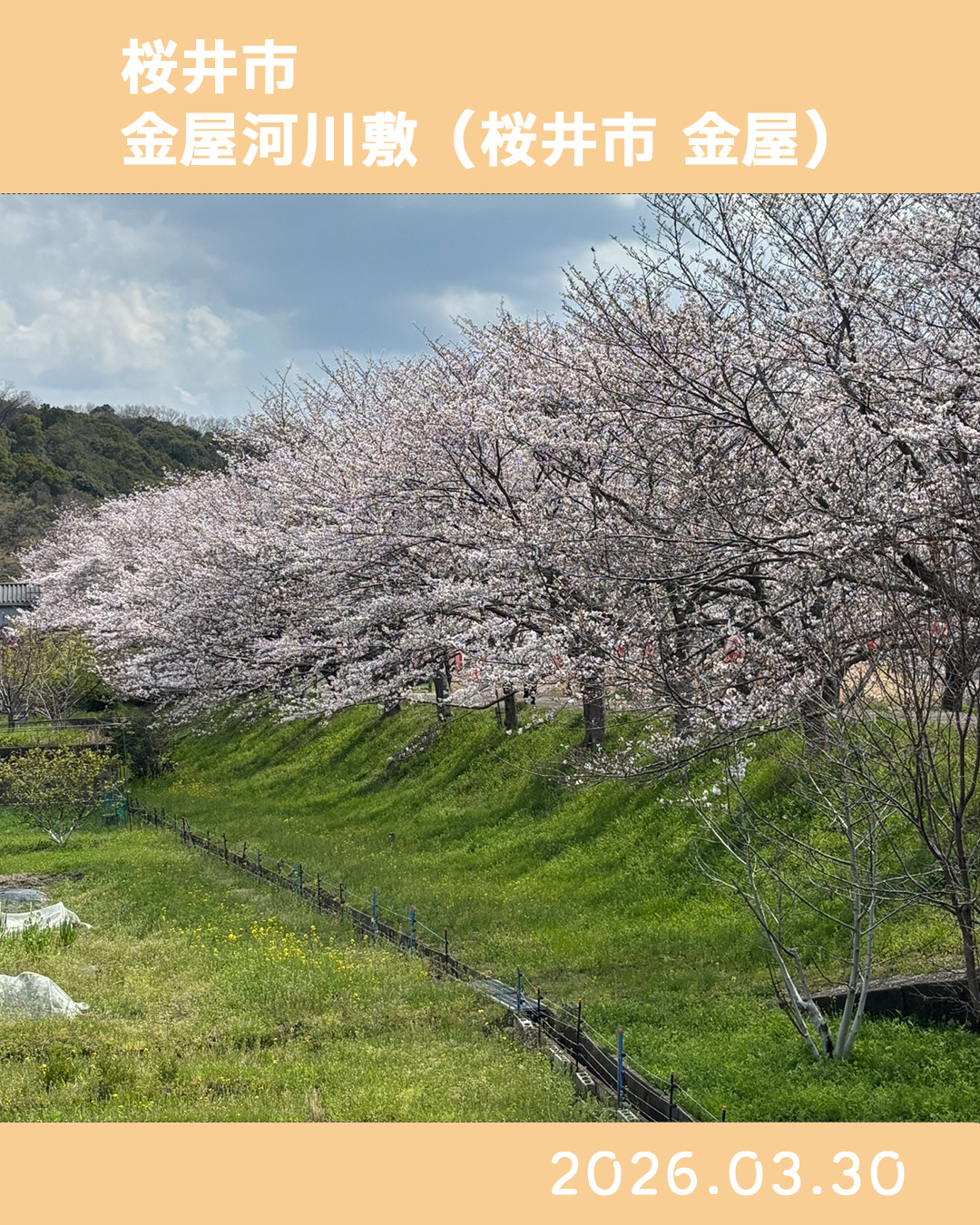 20260330金屋河川敷