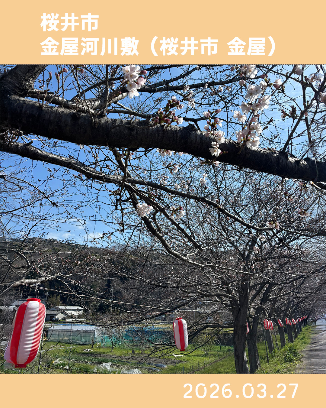 20260327金屋河川敷 のコピー 5