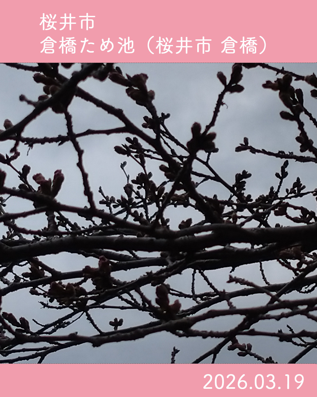 20260319倉橋ため池-2