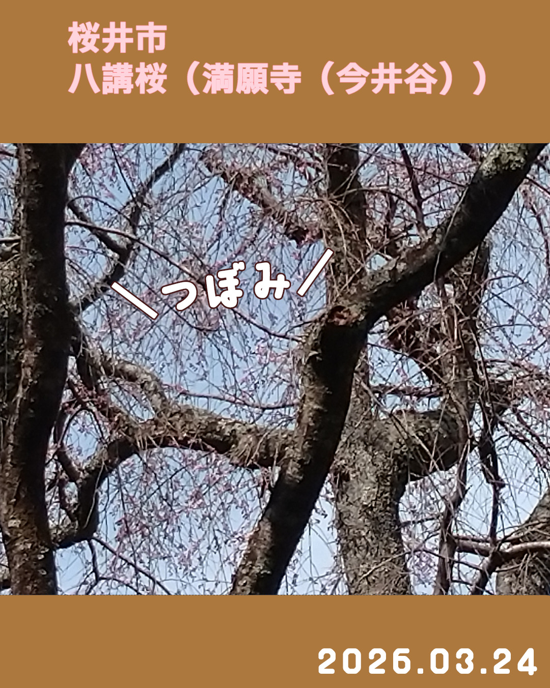 20260324八講桜 のコピー 2