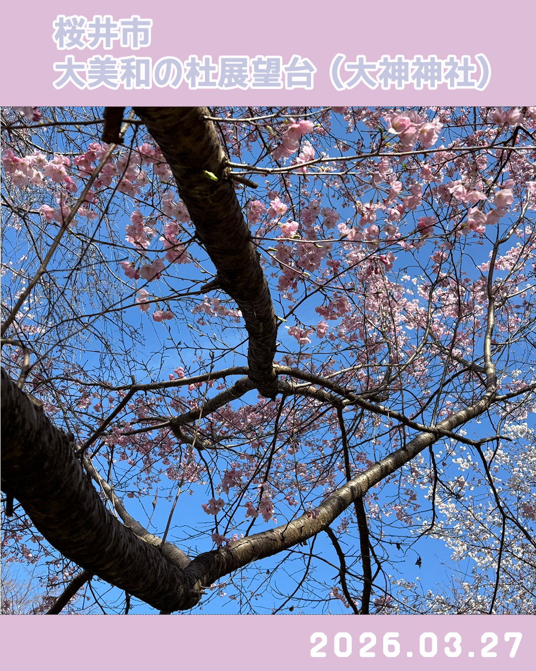 20260327大美和の杜展望台-3