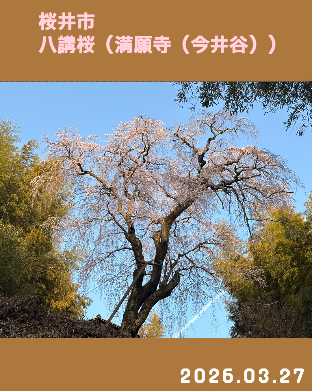 20260327八講桜_