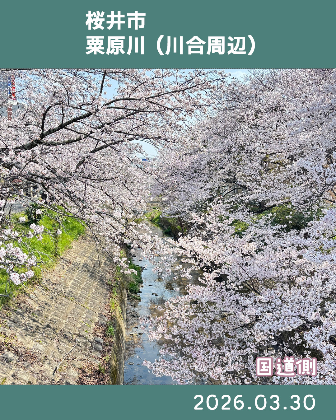 ２０２６０３３０粟原川