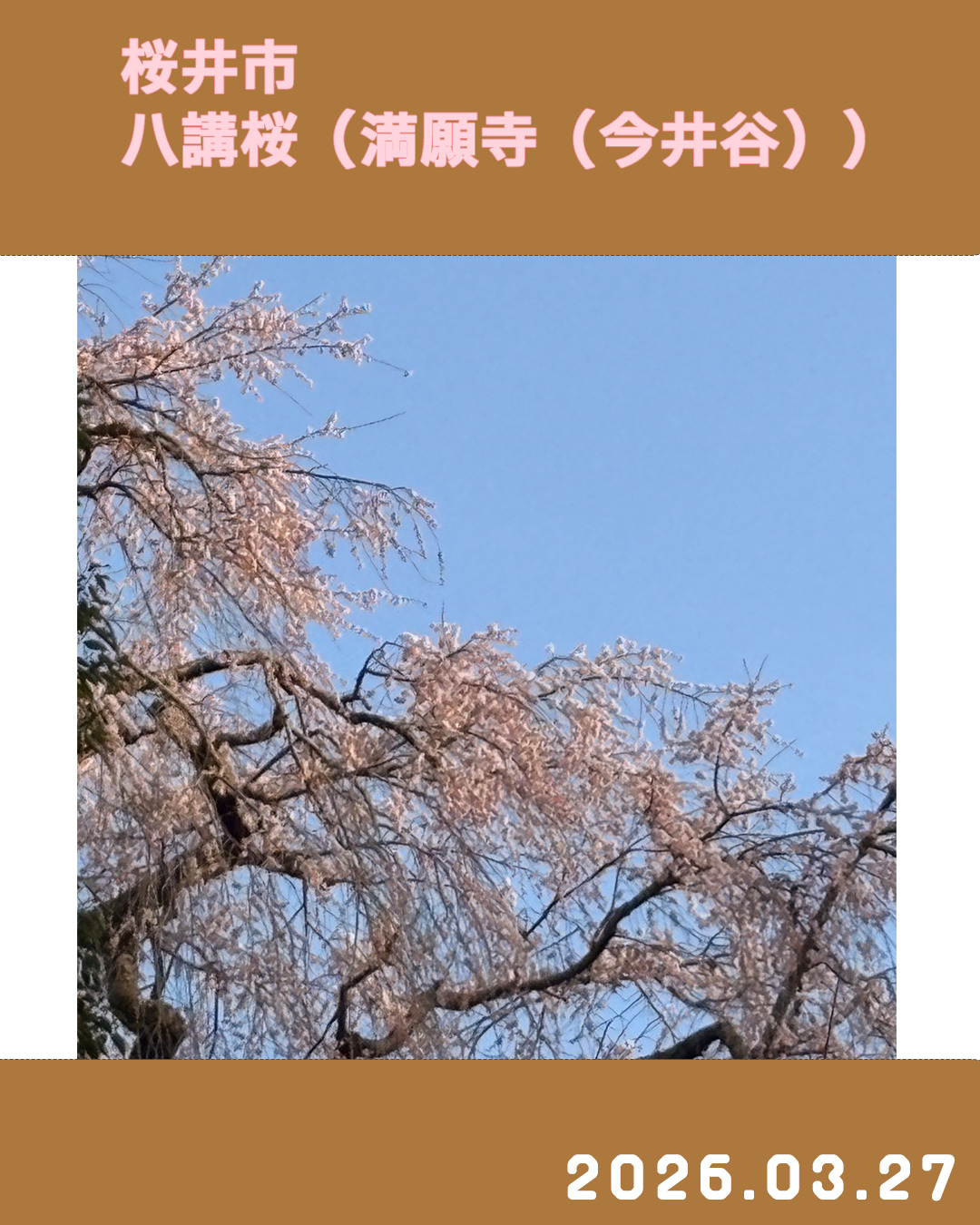 20260327八講桜