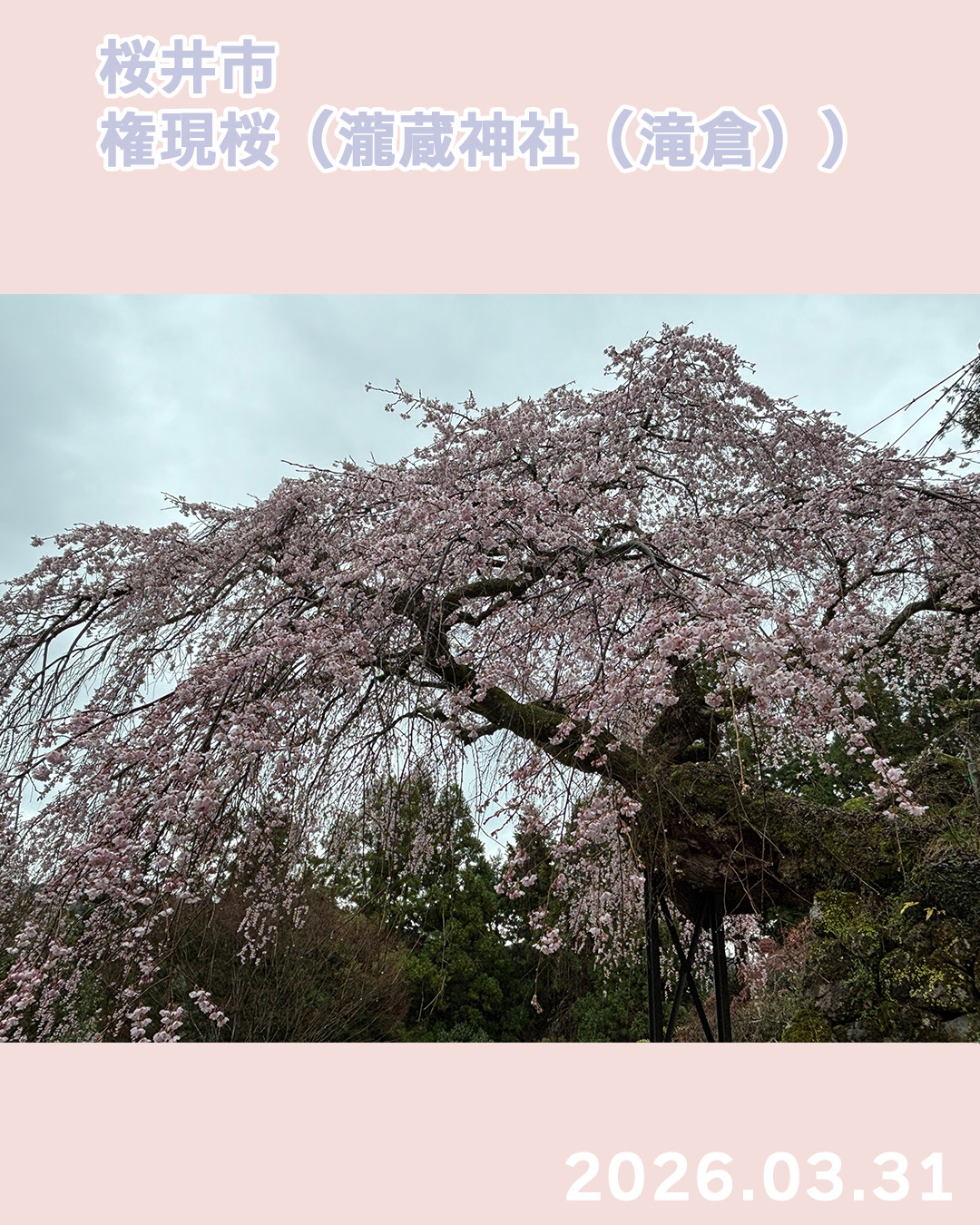 20260331瀧蔵権現桜
