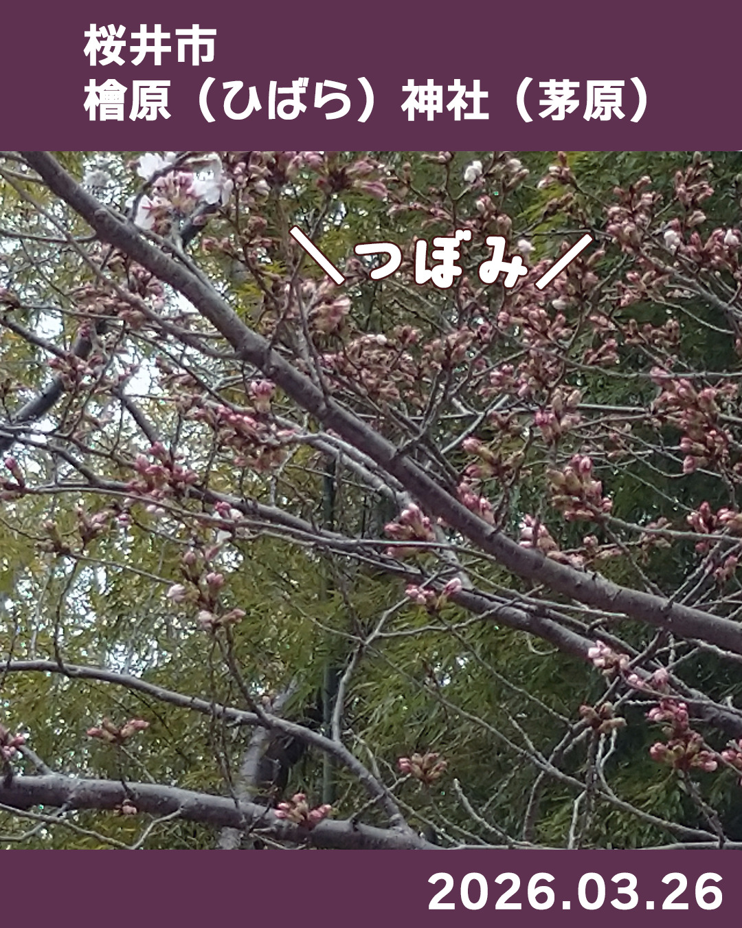 20260326桧原神社周辺-1