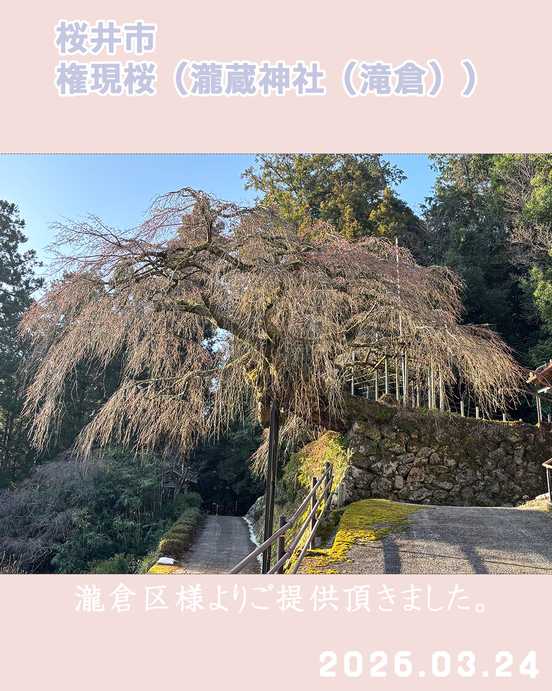 20260324瀧蔵権現桜