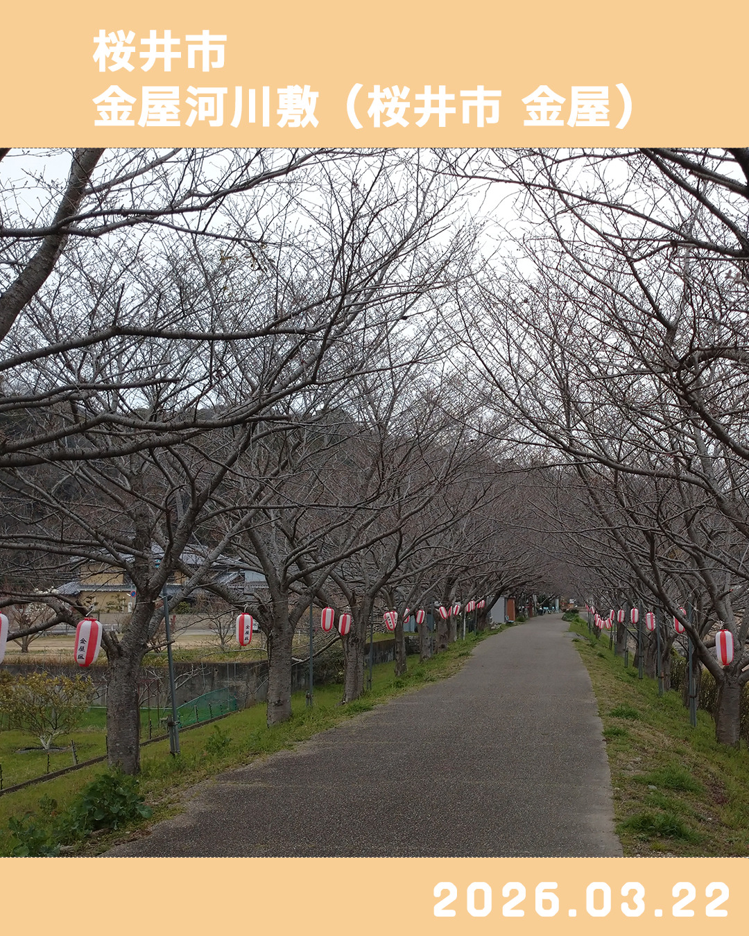 20260323金屋河川敷-1