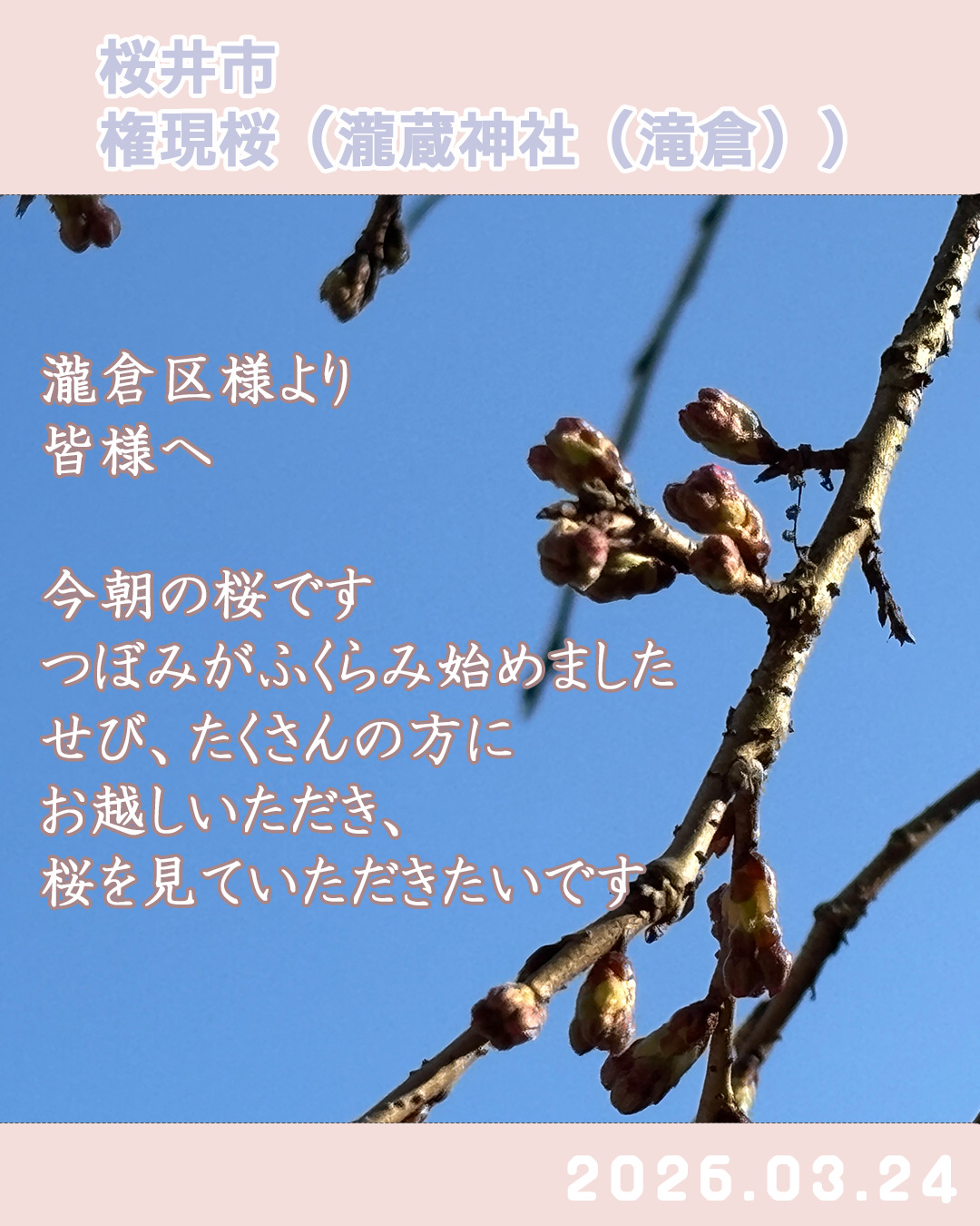 20260324瀧蔵権現桜