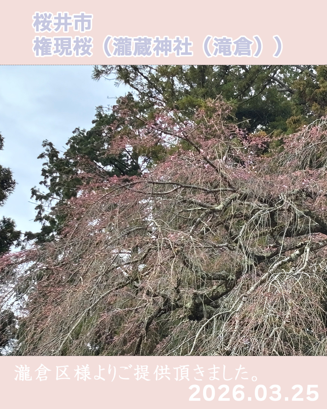 20260325瀧蔵権現桜