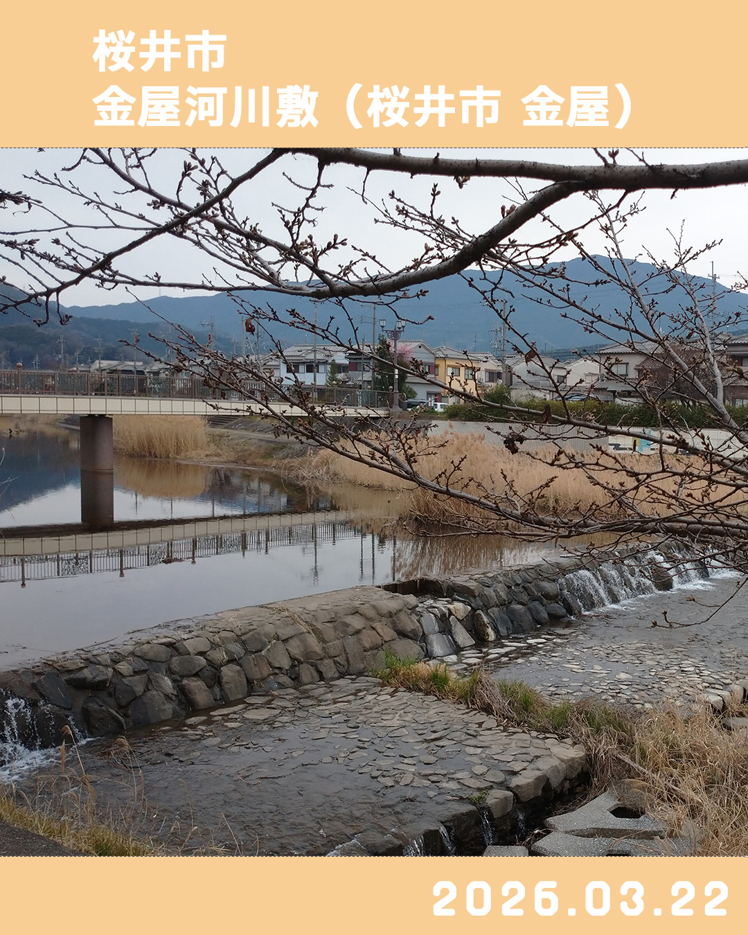 20260323金屋河川敷-2