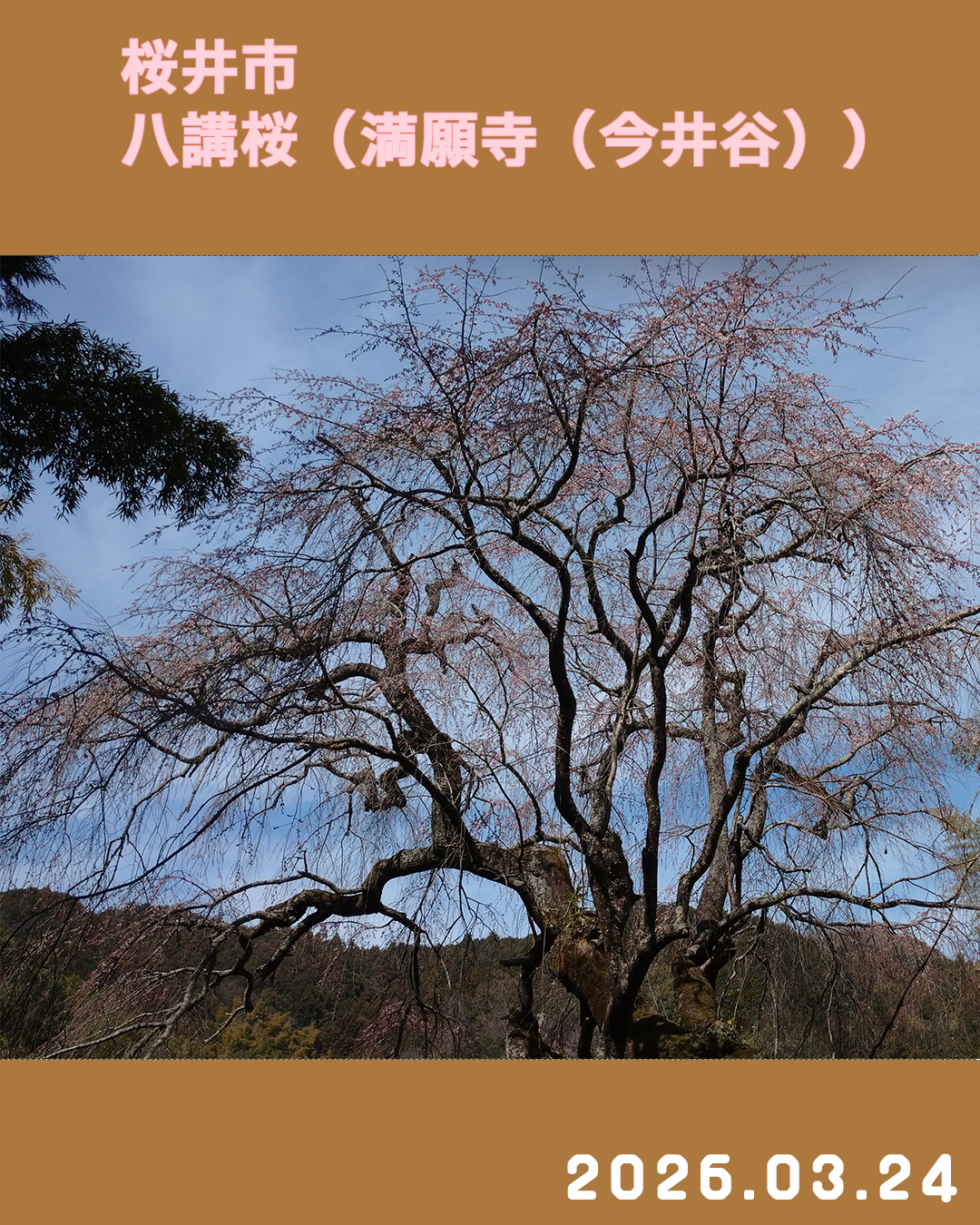 20260324八講桜 のコピー