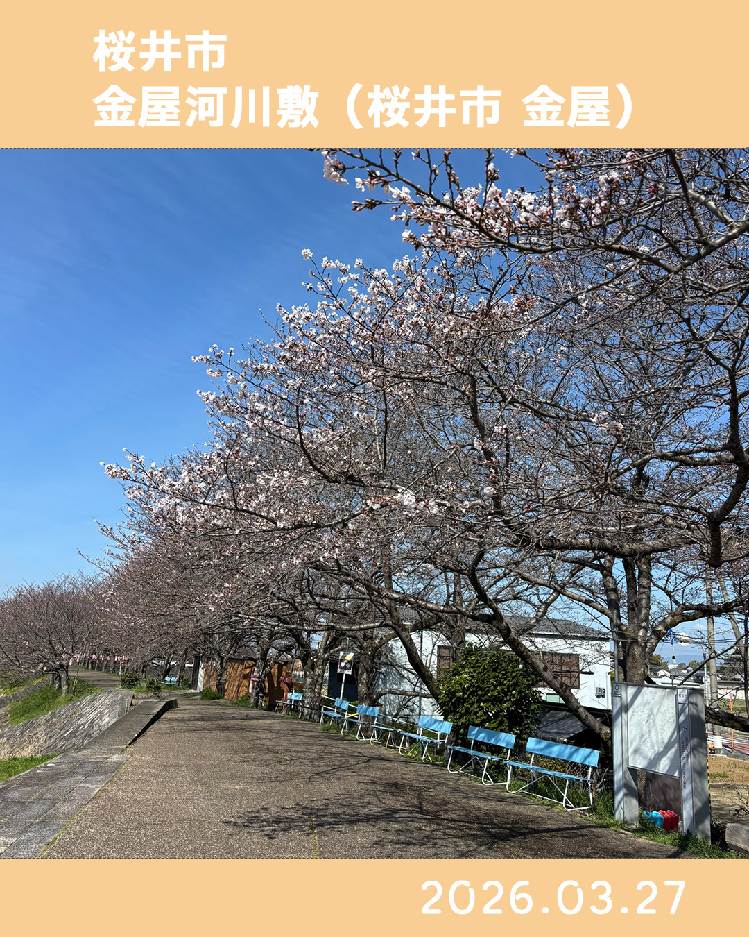 20260327金屋河川敷_