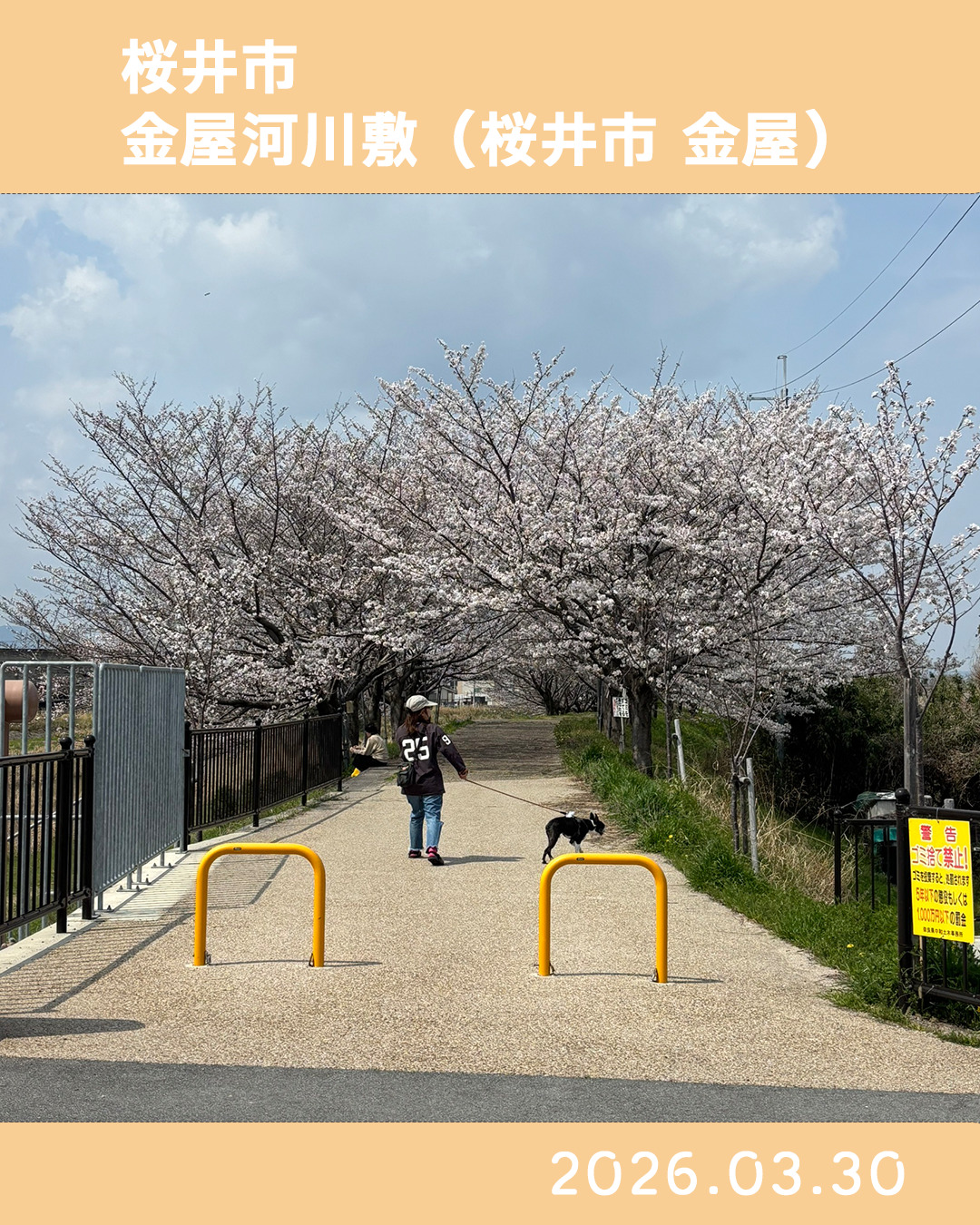 20260330金屋河川敷