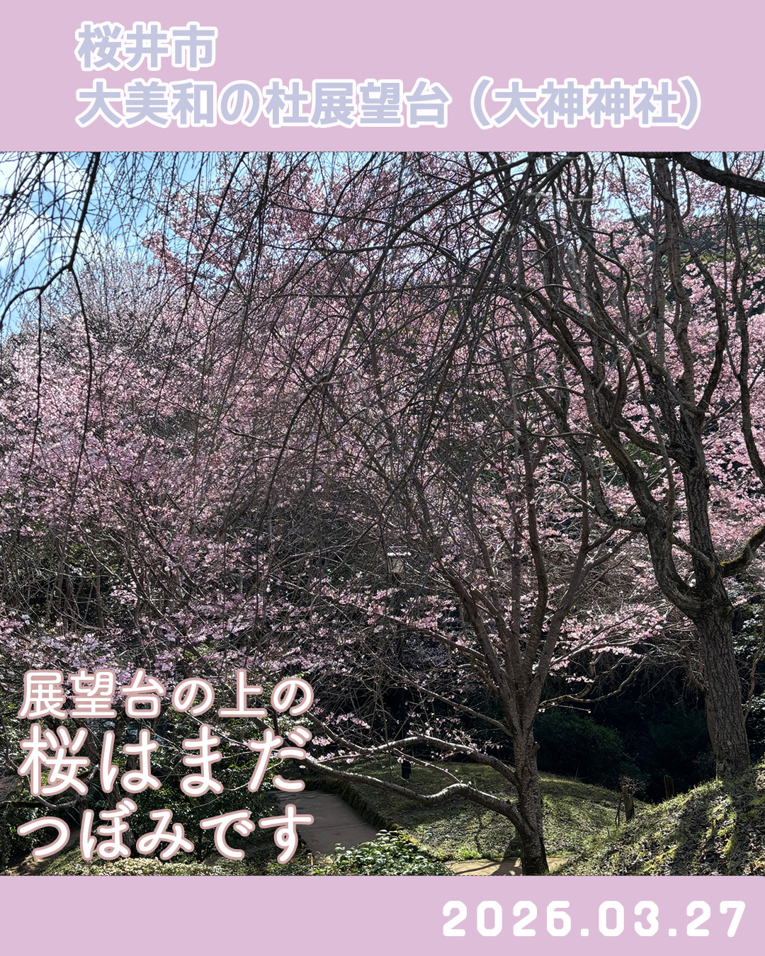 20260327大美和の杜展望台-5