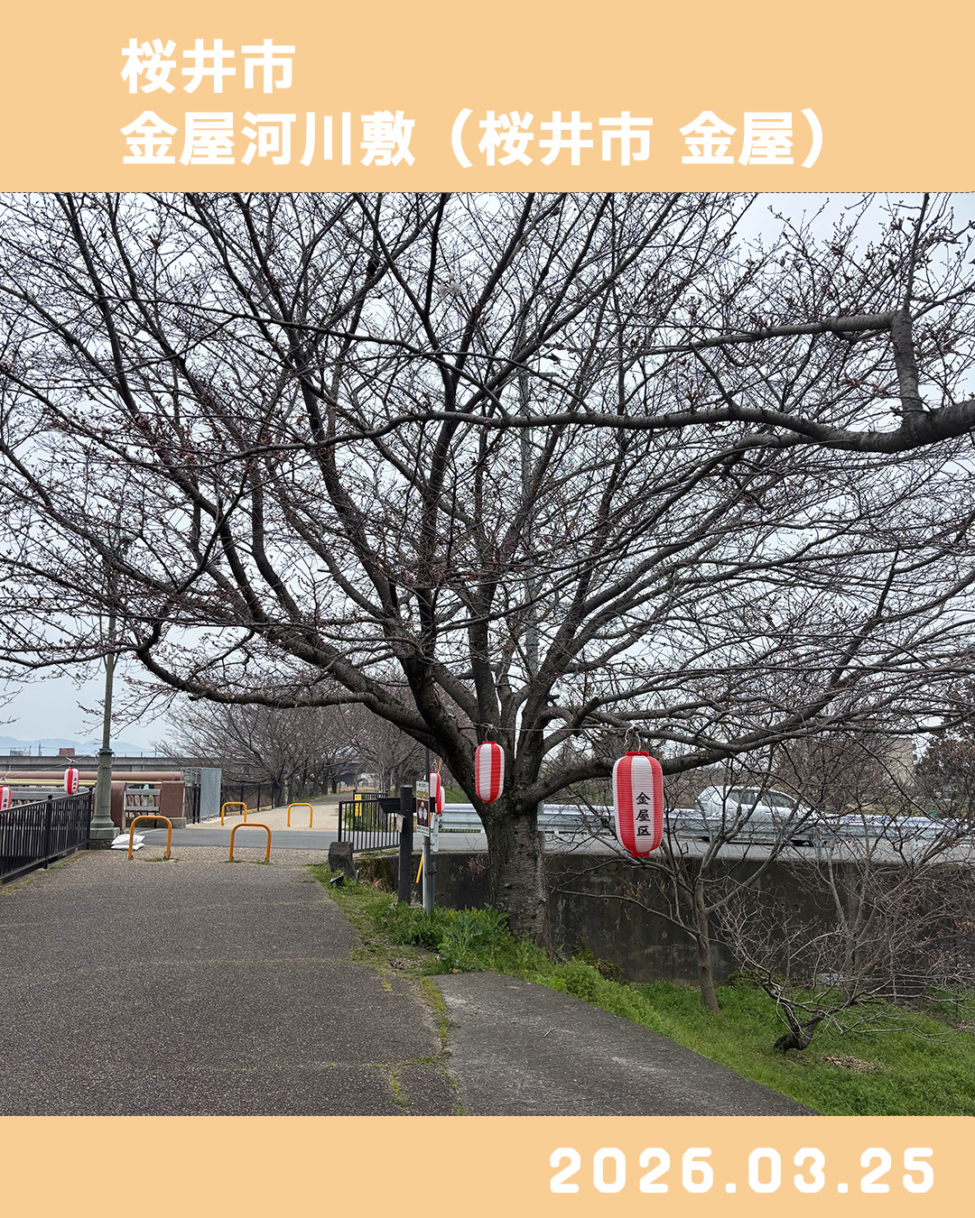 20260325金屋河川敷-2