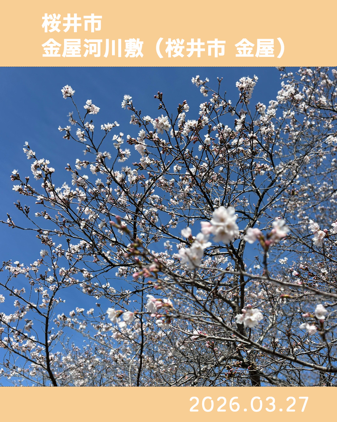 20260327金屋河川敷 のコピー 3