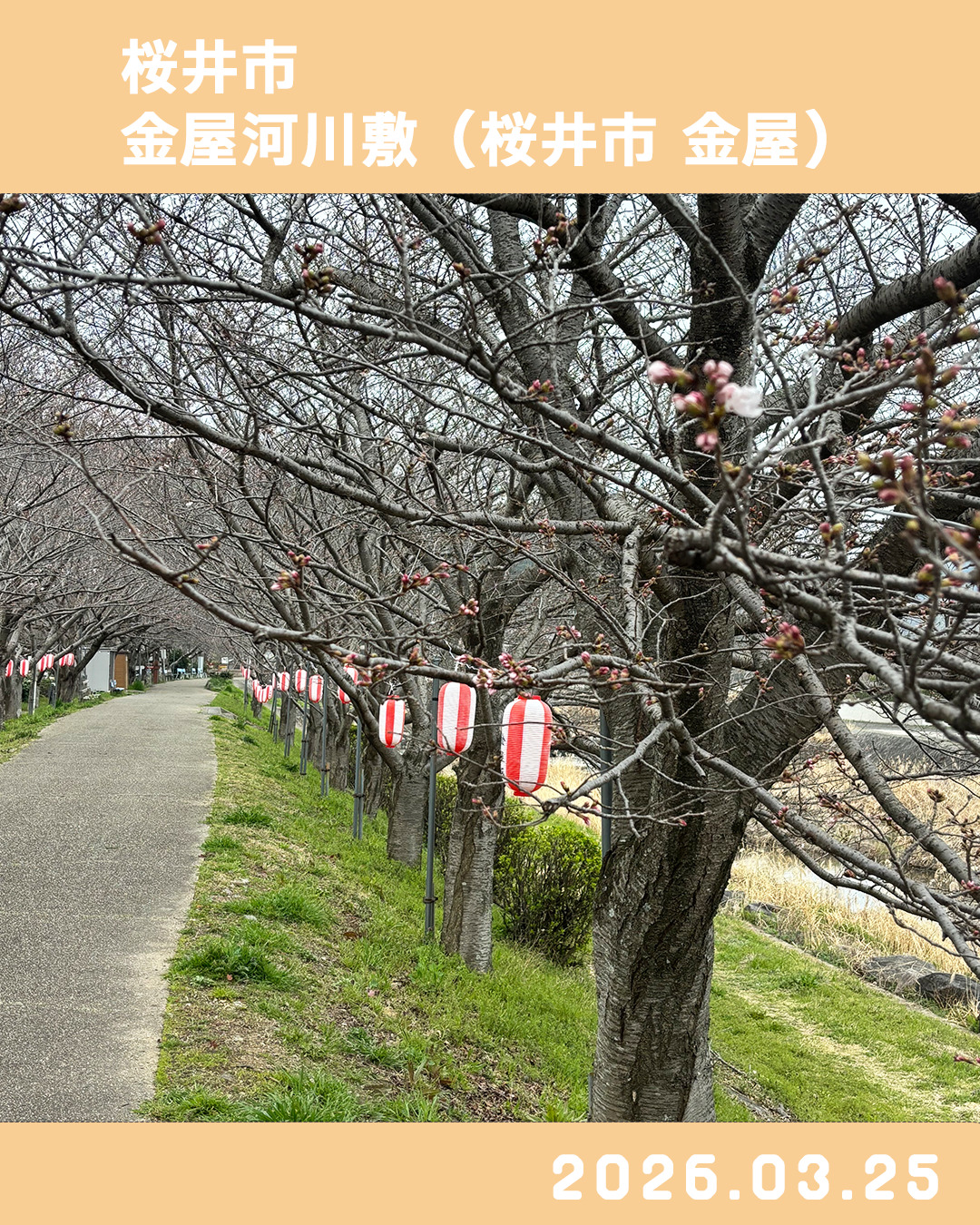 20260325金屋河川敷-1