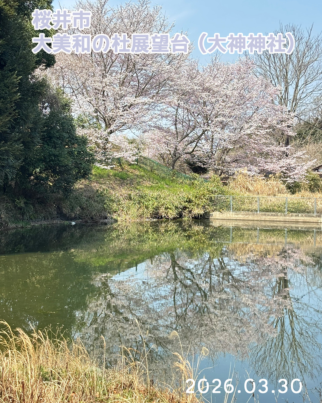 20260330大美和の杜