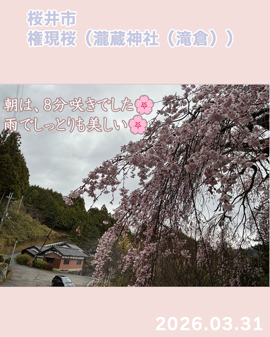 20260331瀧蔵権現桜