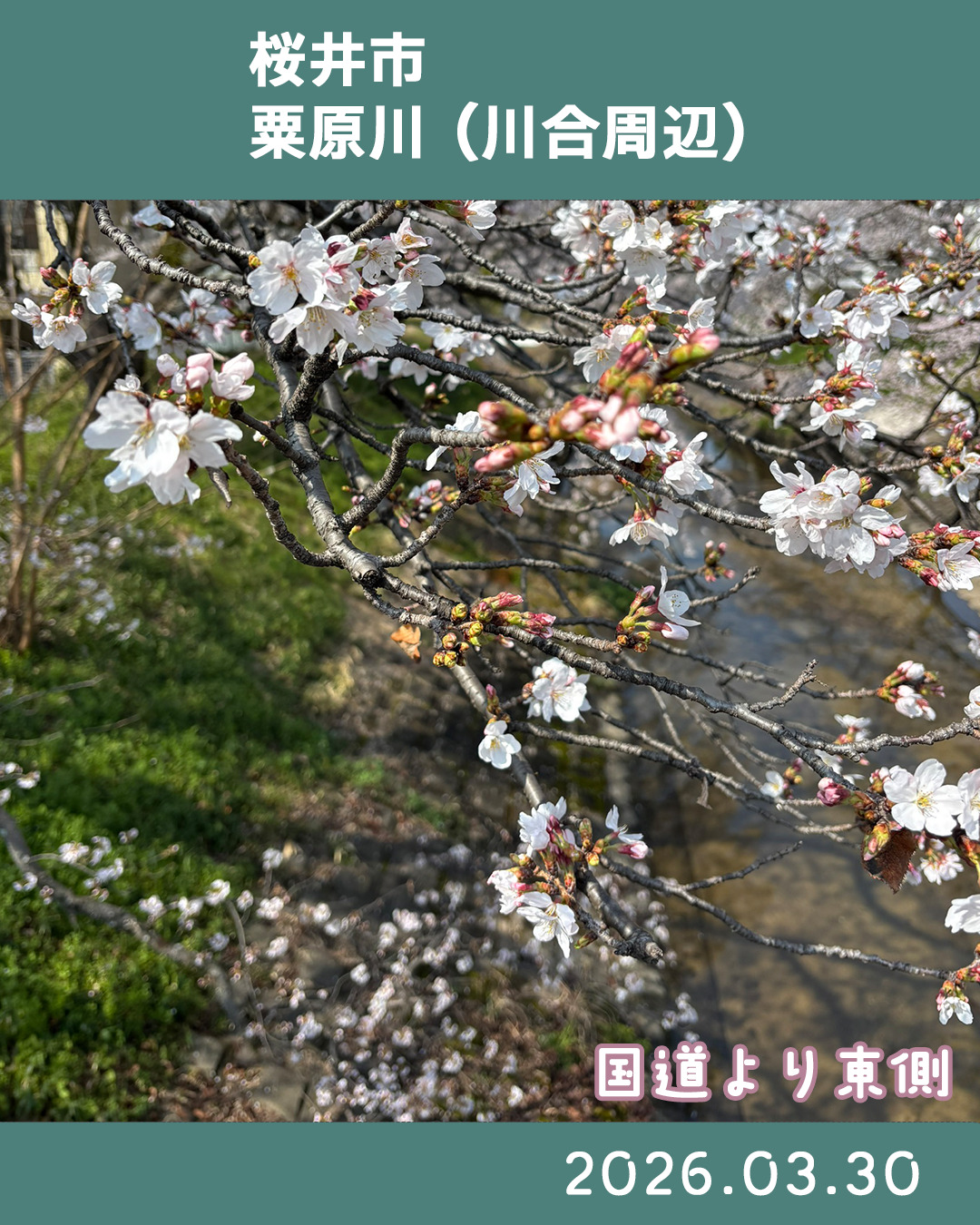 20260330粟原川 のコピー 3