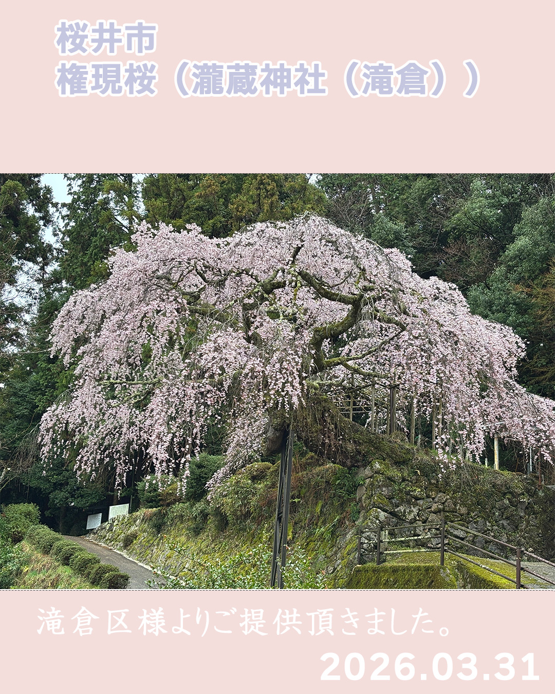 20260331瀧蔵権現桜