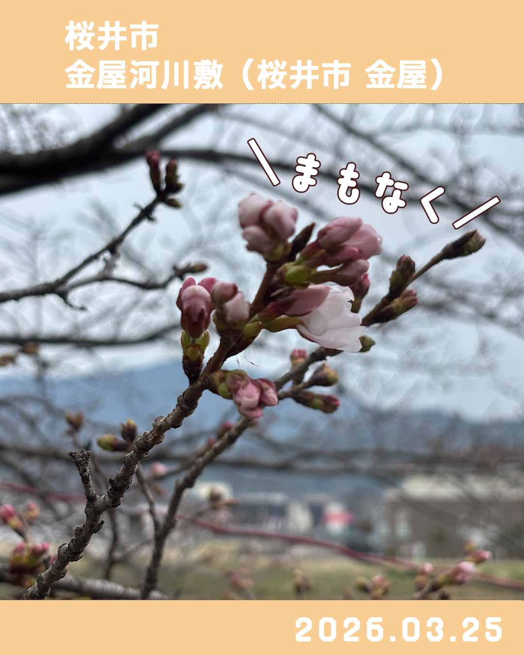 20260325金屋河川敷