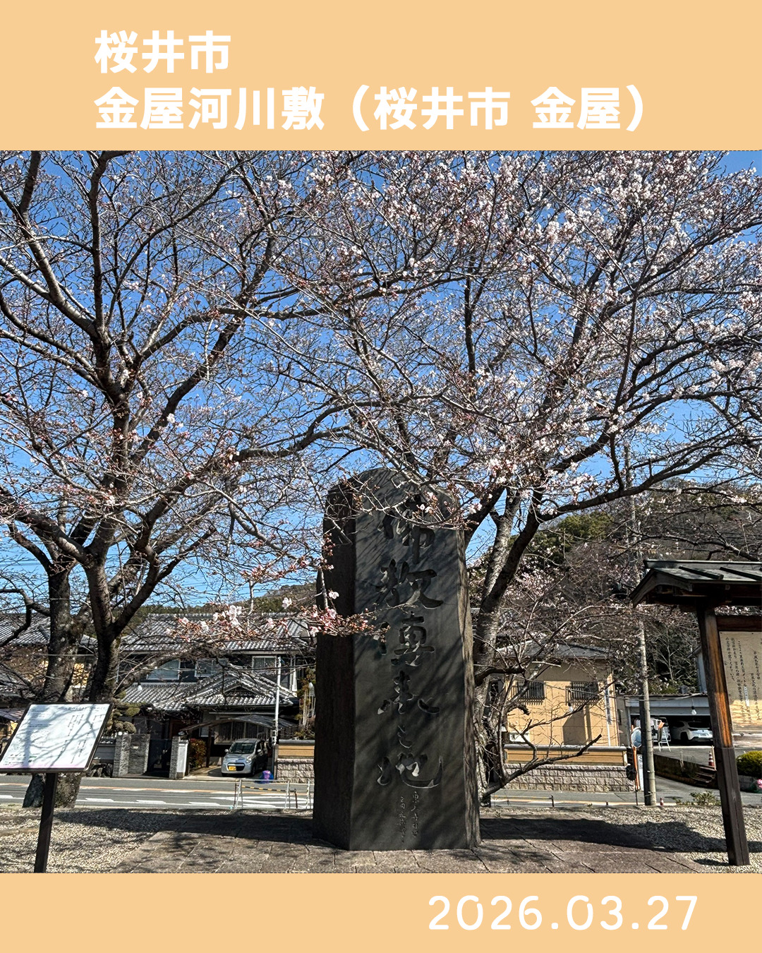 20260327金屋河川敷 のコピー 4