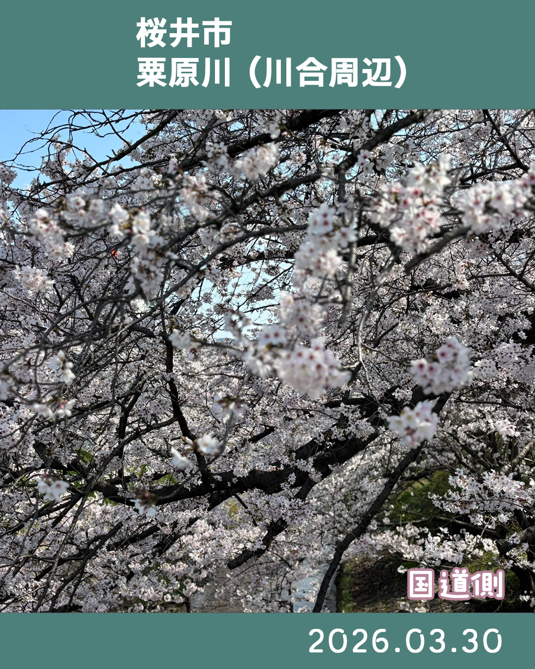 ２０２６０３３０粟原川