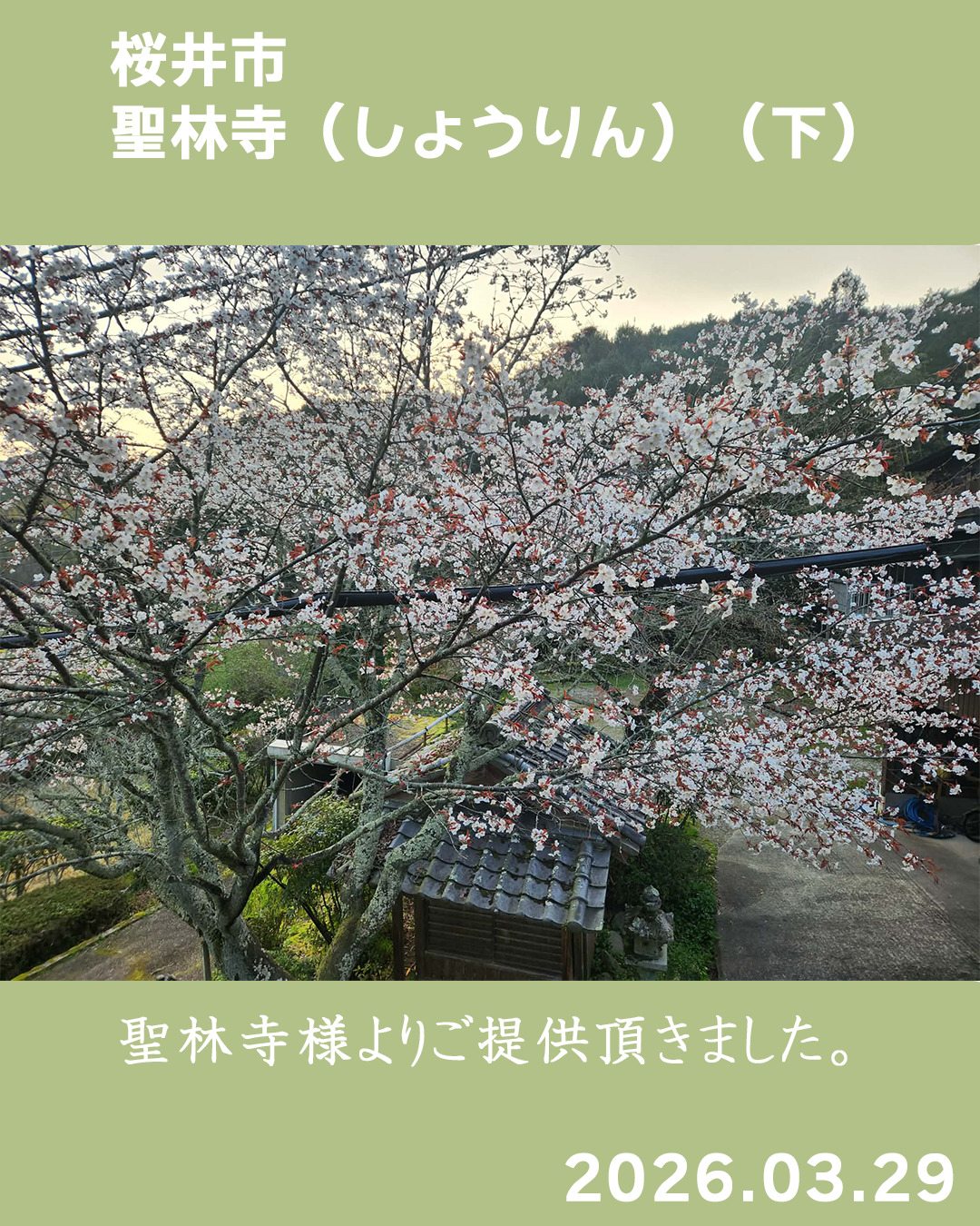 20260329_聖林寺