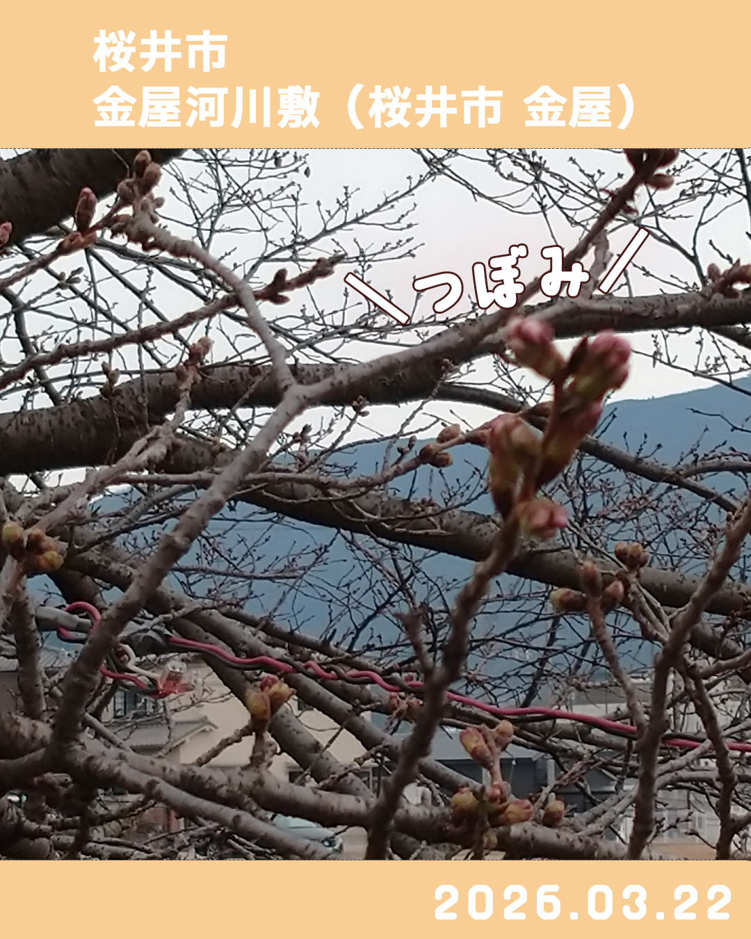 20260323金屋河川敷