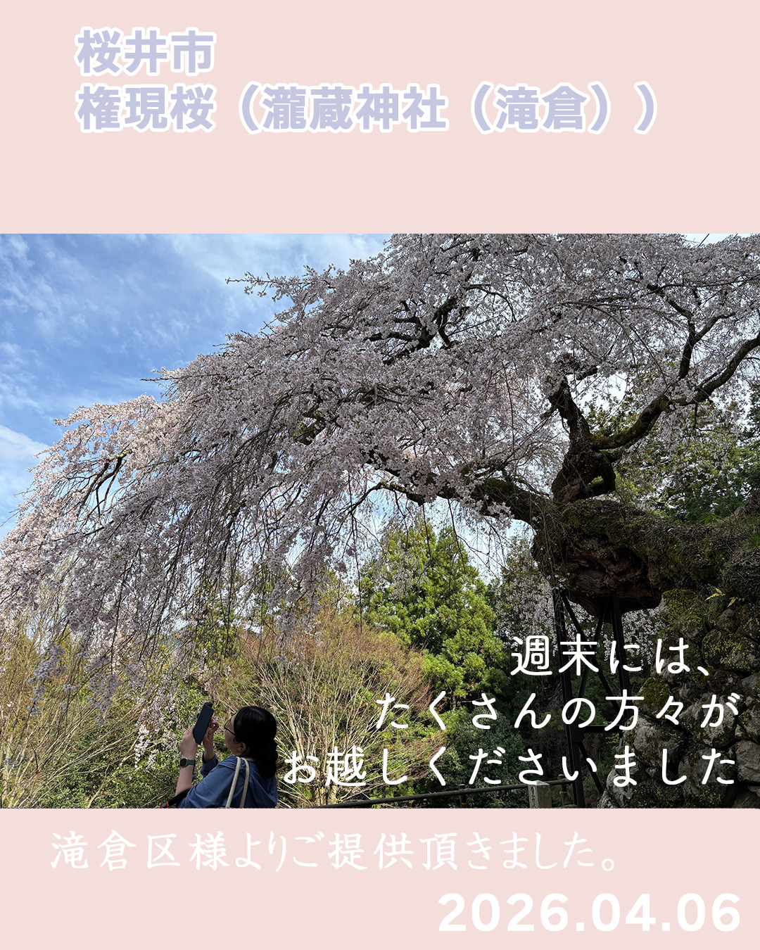 20260306瀧蔵権現桜