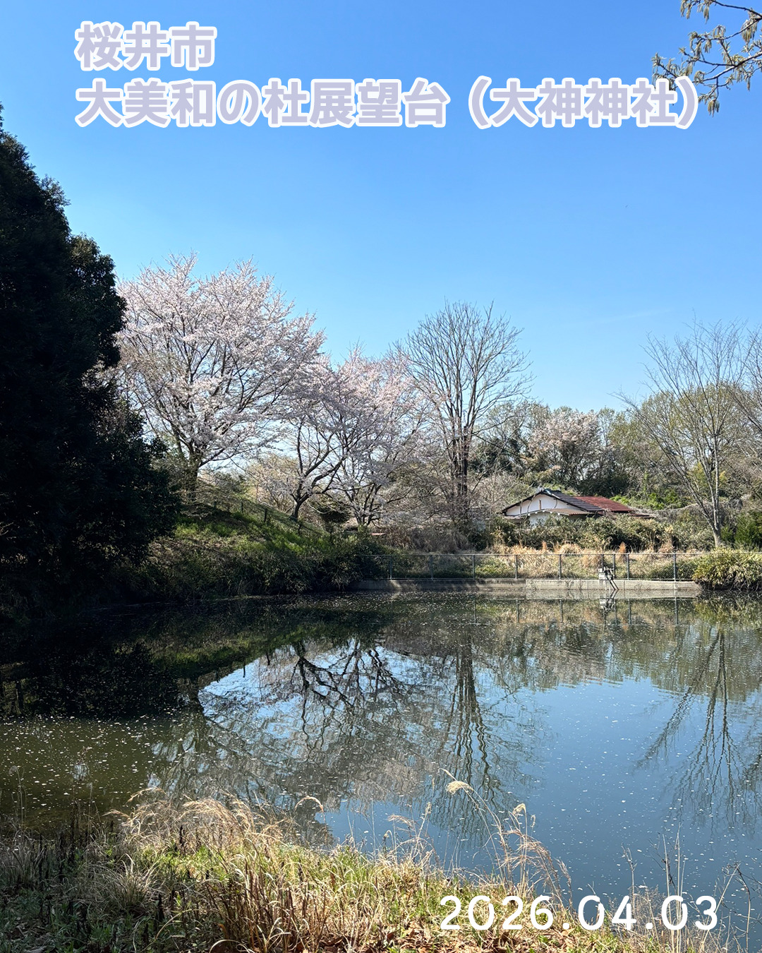 20260403大美和の杜