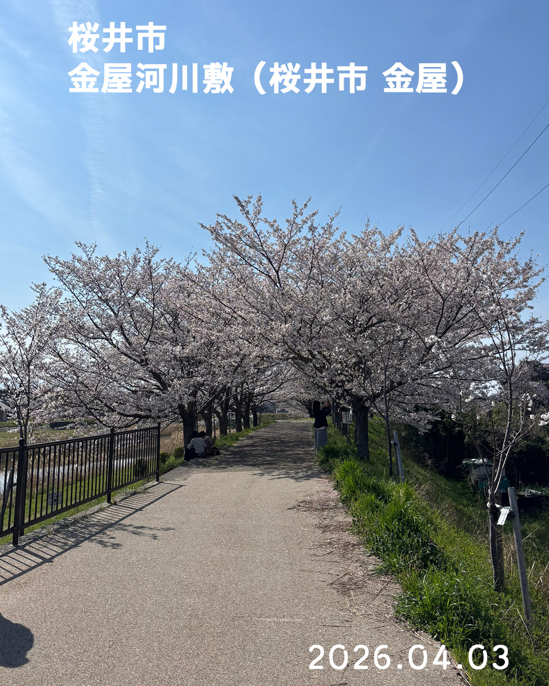 20260403金屋河川敷