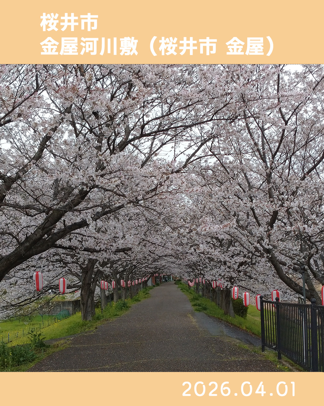 20260401金屋河川敷