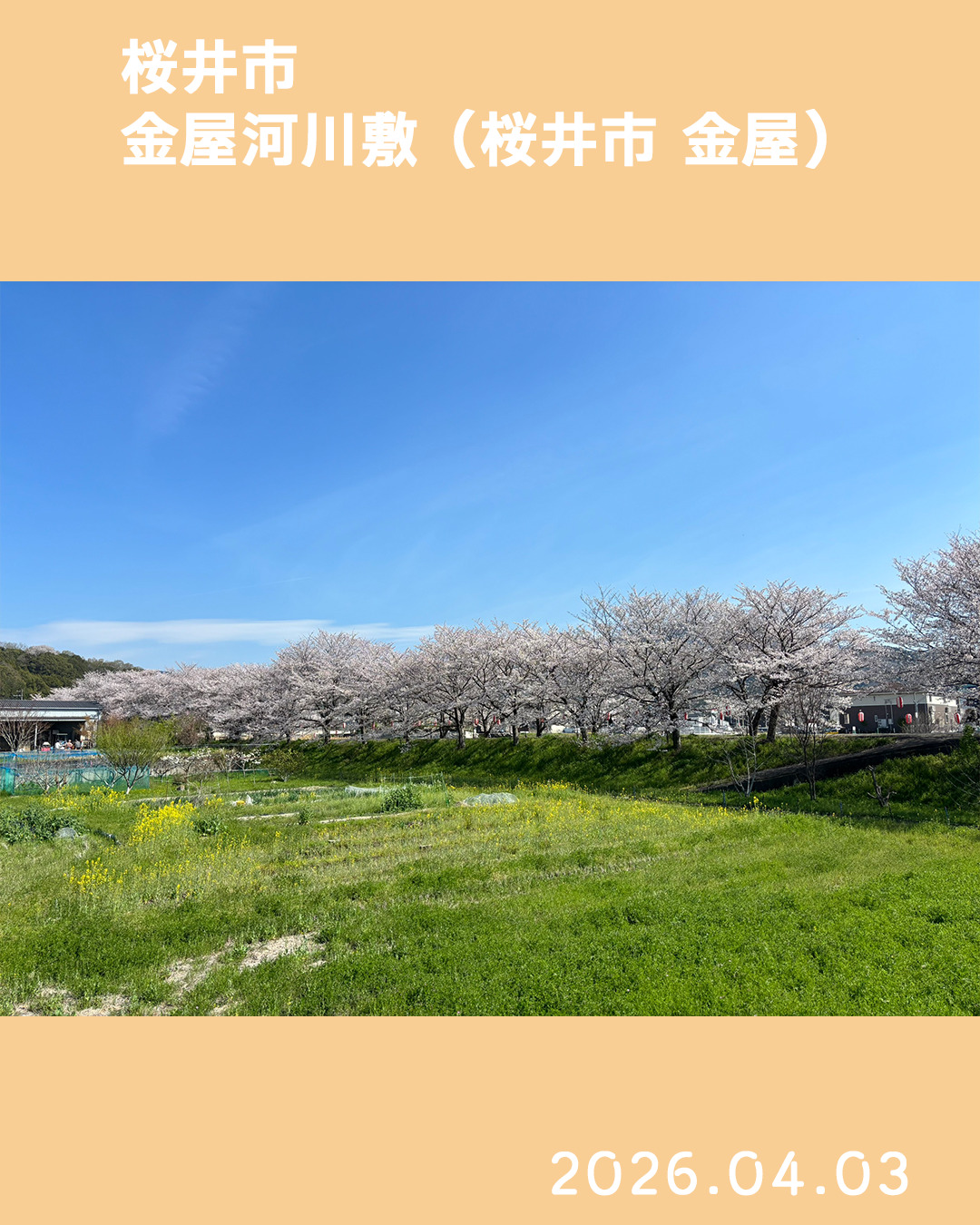 20260403金屋河川敷