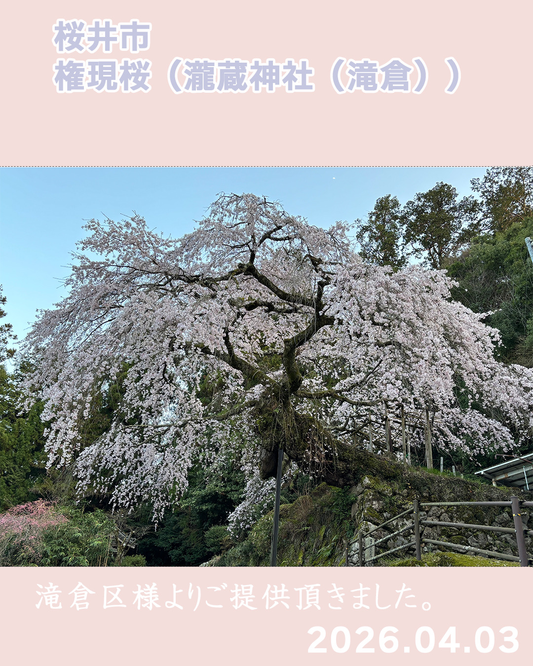 20260403瀧蔵権現桜