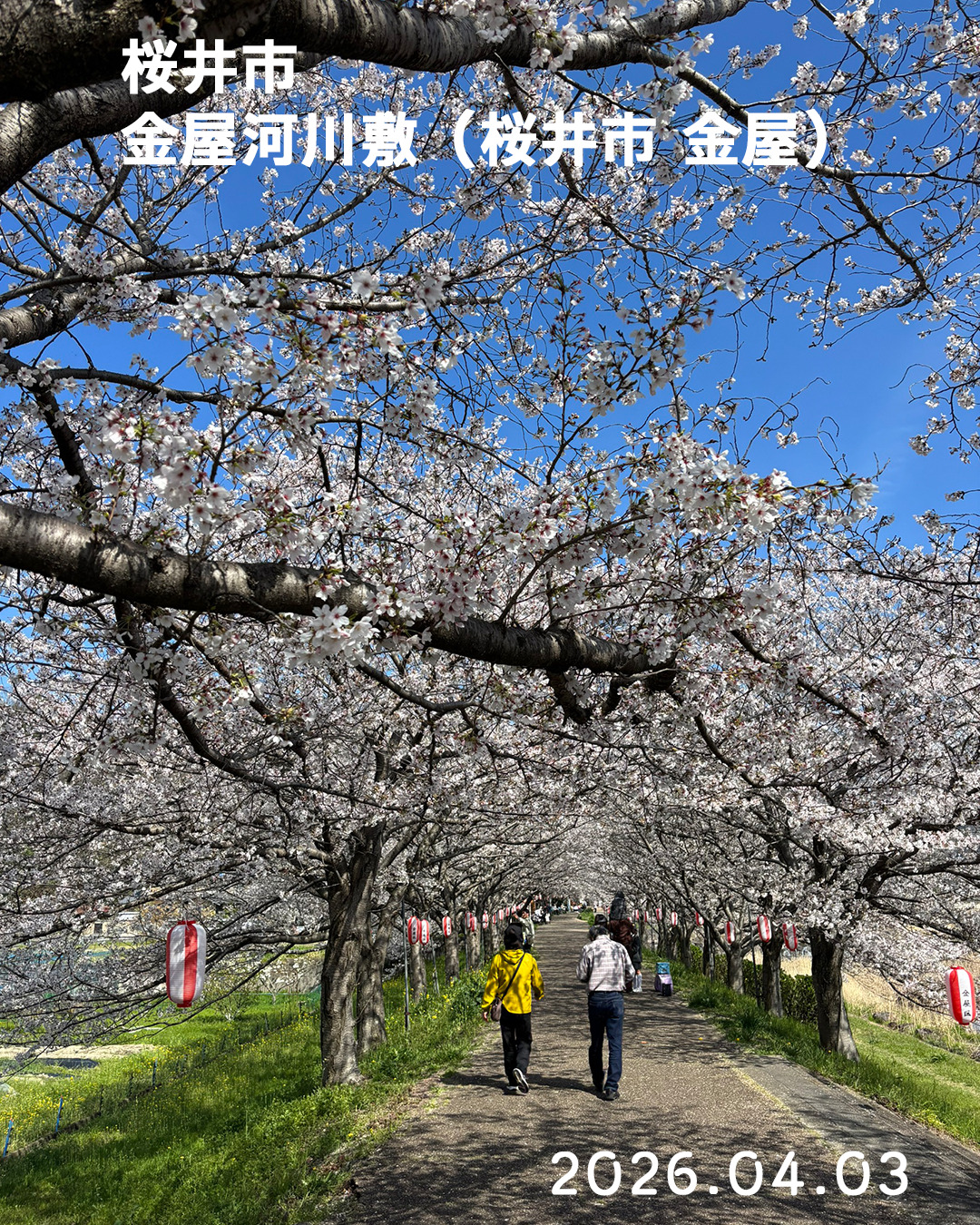 20260403金屋河川敷