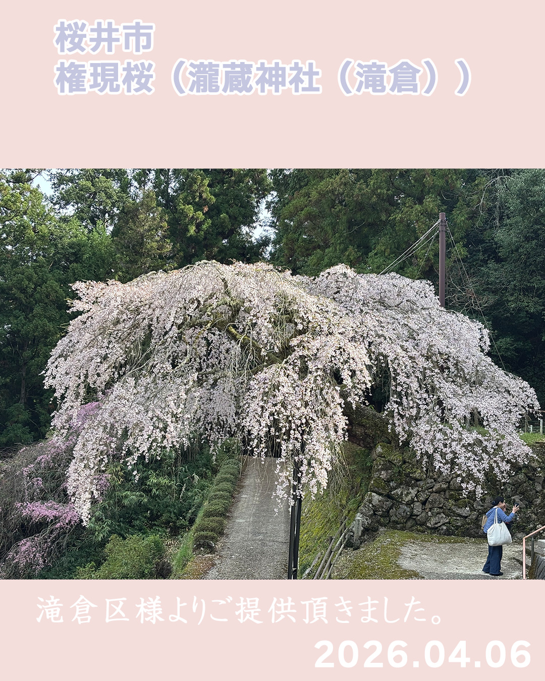20260306瀧蔵権現桜